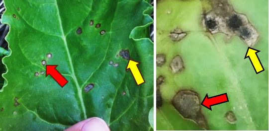 Cercospora (red arrow) and Alternaria leaf spot (yellow arrow) on sugar beet 